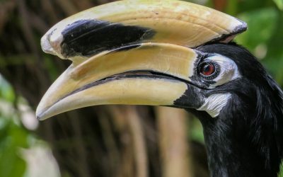 Hornbills im Garten