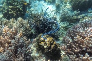 Banded Sea Snake - sehr giftig